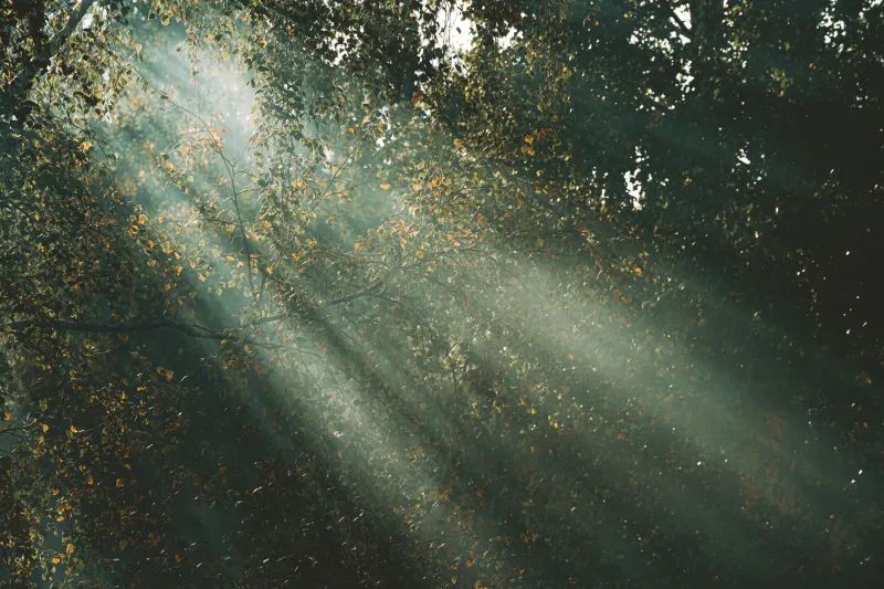 Light Through Leaves: How the Japanese Concept of Komorebi Is Transforming Trauma Recovery in America