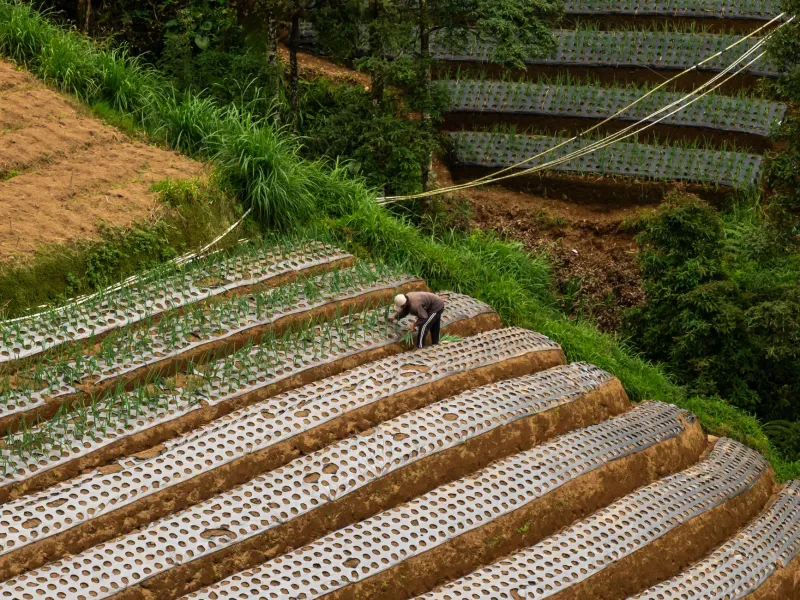 Between Mountain and Field: How Japanese Satoyama Wisdom Is Quietly Revolutionizing American Environmental Education